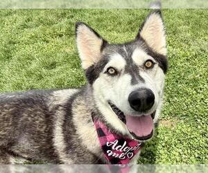 Siberian Husky Dogs for adoption in Pueblo, CO, USA