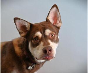 German Shepherd Dog-Siberian Husky Mix Dogs for adoption in Fort Collins, CO, USA