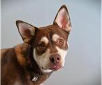Small German Shepherd Dog-Siberian Husky Mix