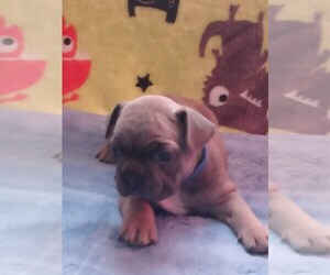 French Bulldog Puppy for sale in SUMPTER TWP, MI, USA