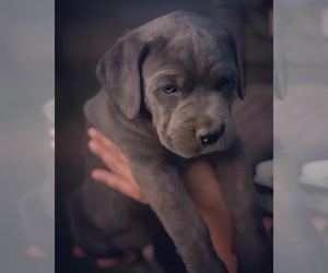 Cane Corso Puppy for sale in SHINGLE SPRINGS, CA, USA