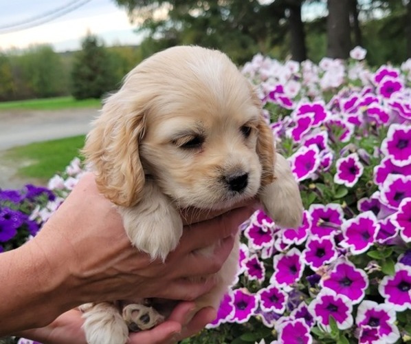 Medium Photo #3 Cocker Spaniel Puppy For Sale in WITHEE, WI, USA
