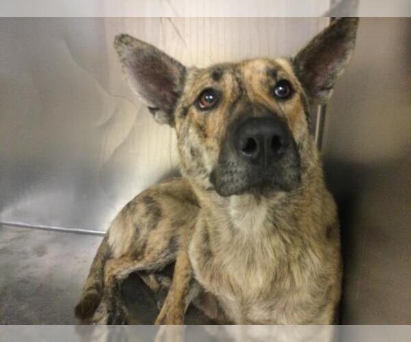 Medium Photo #1 German Shepherd Dog-Unknown Mix Puppy For Sale in Riverside, CA, USA