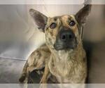 Small German Shepherd Dog Mix