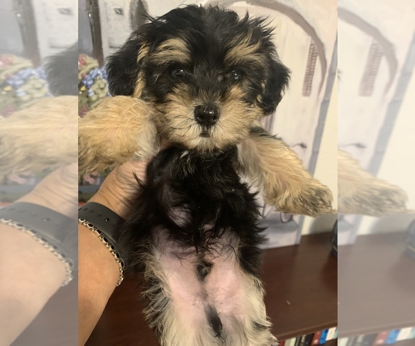 Medium Photo #4 YorkiePoo Puppy For Sale in FORT WORTH, TX, USA
