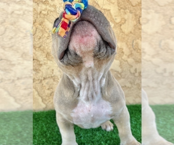Medium Photo #3 American Bully Puppy For Sale in FULLERTON, CA, USA