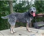 Small #2 Mutt