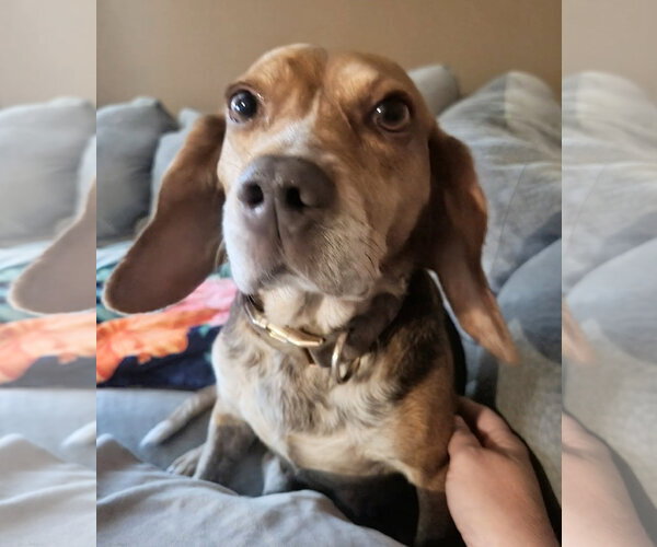 Medium Photo #4 Beagle Puppy For Sale in Dunnellon, FL, USA