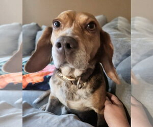 Asia - Female Beagle Dog for Adoption - Photo #4