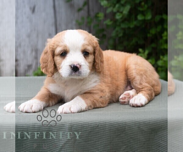 Medium Photo #4 Bernese Mountain Dog-Cavalier King Charles Spaniel Mix Puppy For Sale in RICHFIELD, PA, USA