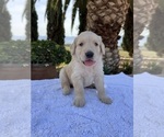 Small #1 Golden Retriever