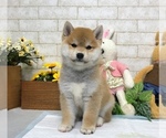 Small Photo #8 Shiba Inu Puppy For Sale in WASHINGTON, DC, USA