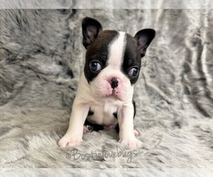 Boston Terrier Puppy for Sale in ODENVILLE, Alabama USA