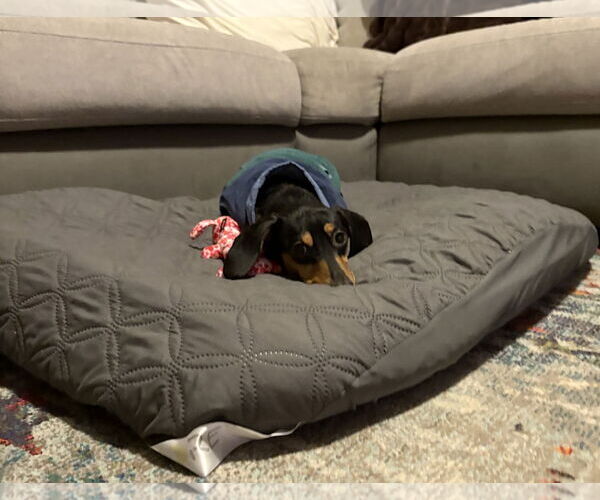 Medium Photo #2 Dachshund Puppy For Sale in Rosenberg, TX, USA