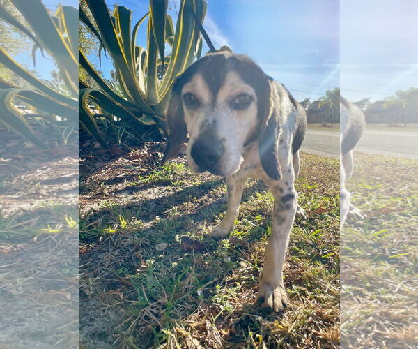 Medium Photo #3 Beagle Puppy For Sale in Tampa, FL, USA