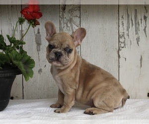 French Bulldog Puppy for sale in FREDERICKSBURG, OH, USA