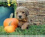 Small Photo #15 Goldendoodle Puppy For Sale in PAULINE, SC, USA