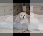 Small #6 Lhasa-Poo