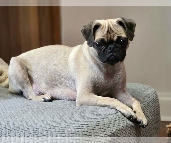 Medium Photo #4 Pug Puppy For Sale in Mission Viejo, CA, USA