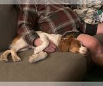 Small Photo #2 - Mix Puppy For Sale in Curwensville, PA, USA