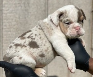 English Bulldog Puppy for sale in MADISON, WI, USA