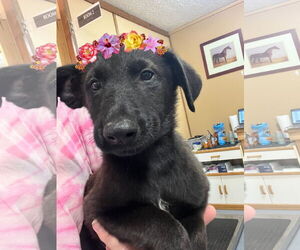 Border Collie-Unknown Mix Dogs for adoption in Mt. Laurel, NJ, USA