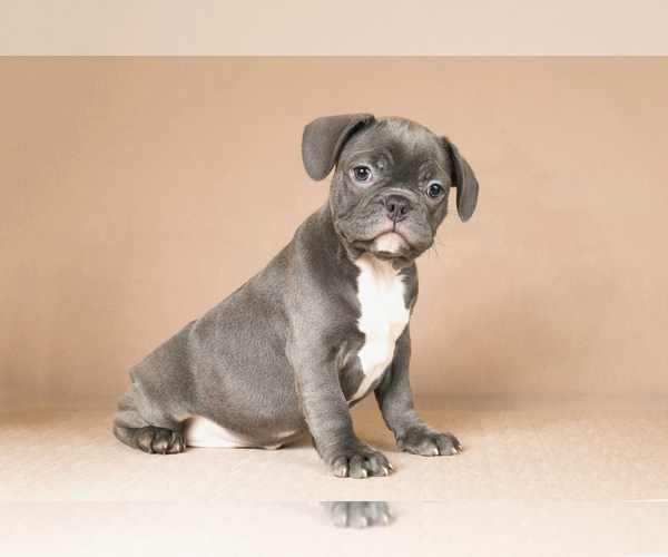 Medium Photo #1 French Bulldog Puppy For Sale in BITTER LAKE, WA, USA