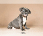 Small Photo #1 French Bulldog Puppy For Sale in BITTER LAKE, WA, USA