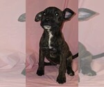 Puppy Tator Boxer-Chinese Shar-Pei Mix
