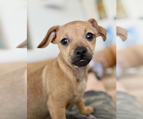 Medium Photo #5 Chihuahua Puppy For Sale in San Diego, CA, USA