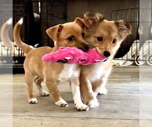 Dorgi Dogs for adoption in San Juan Capistrano, CA, USA