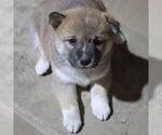 Small #4 Shiba Inu