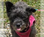 Small #2 Miniature Schnauzer Mix