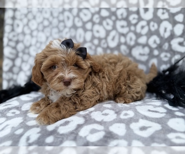 Medium Photo #2 Shih-Poo Puppy For Sale in LAKELAND, FL, USA