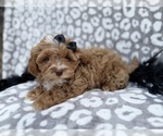 Small #1 Shih-Poo