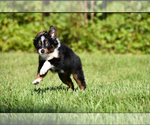 Small #7 Miniature Australian Shepherd