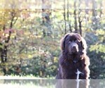 Small Photo #1 Golden Newfie Puppy For Sale in HOLLYWOOD, MD, USA