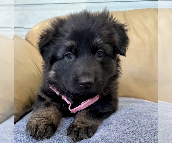 Medium Photo #45 German Shepherd Dog Puppy For Sale in BRIGHTON, CO, USA