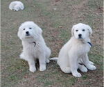 Small #5 Great Pyrenees