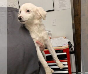 Colonial Cocker Spaniel-Unknown Mix Dogs for adoption in Chico, CA, USA