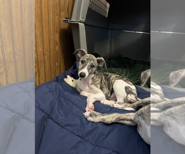 Medium Photo #3 Whippet Puppy For Sale in SOUTH SIOUX CITY, NE, USA