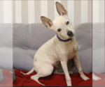 Small Rat Terrier Mix