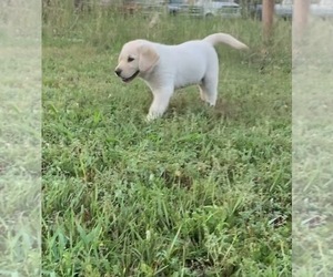 Labrador Retriever Puppy for sale in KETTLE FALLS, WA, USA