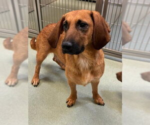 Basset Hound-Unknown Mix Dogs for adoption in Petaluma, CA, USA