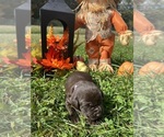 Small #7 Labrador Retriever