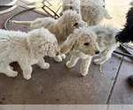 Small Photo #2 Poodle (Standard) Puppy For Sale in BAKERSFIELD, CA, USA