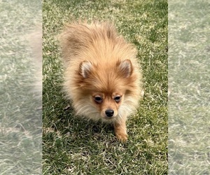 Pomeranian Puppy for sale in FAIR HAVEN, MI, USA