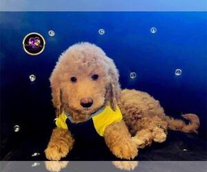 Goldendoodle Puppy for sale in GRIFFITH, IN, USA