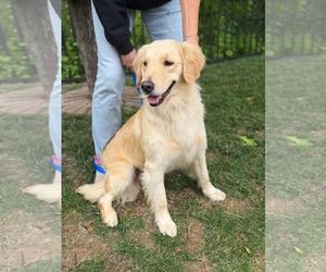 Golden Retriever Dogs for adoption in Cherry Hill, NJ, USA