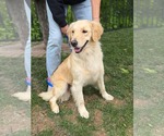 Small Golden Retriever